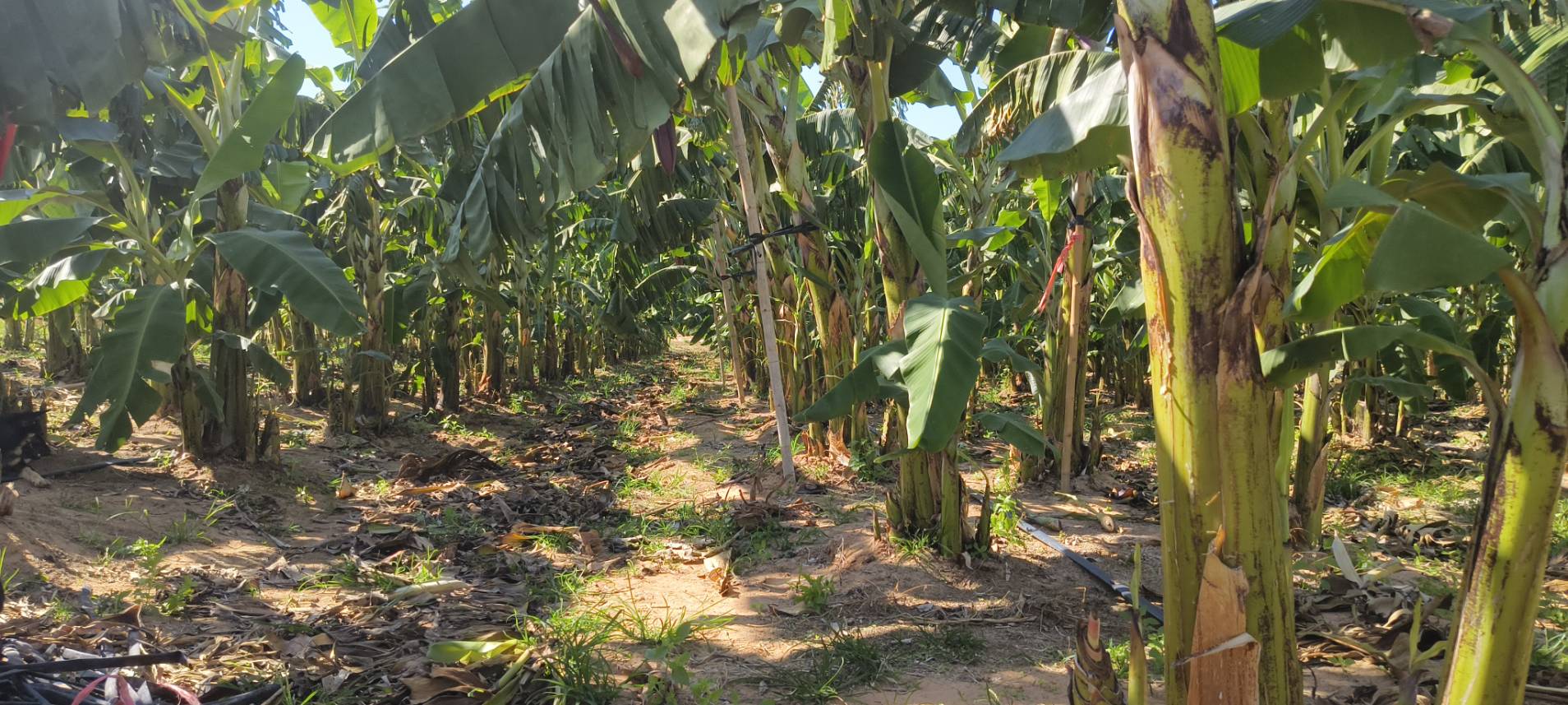 title -  ส.ป.ก.ยโสธร  ตรวจเยี่ยมเกษตรกรวิสาหกิจชุมชนในเขตปฏิรูปที่ดินตำบลบุ่งค้า  อำเภอเลิงนกทา  จังหวัดยโสธร